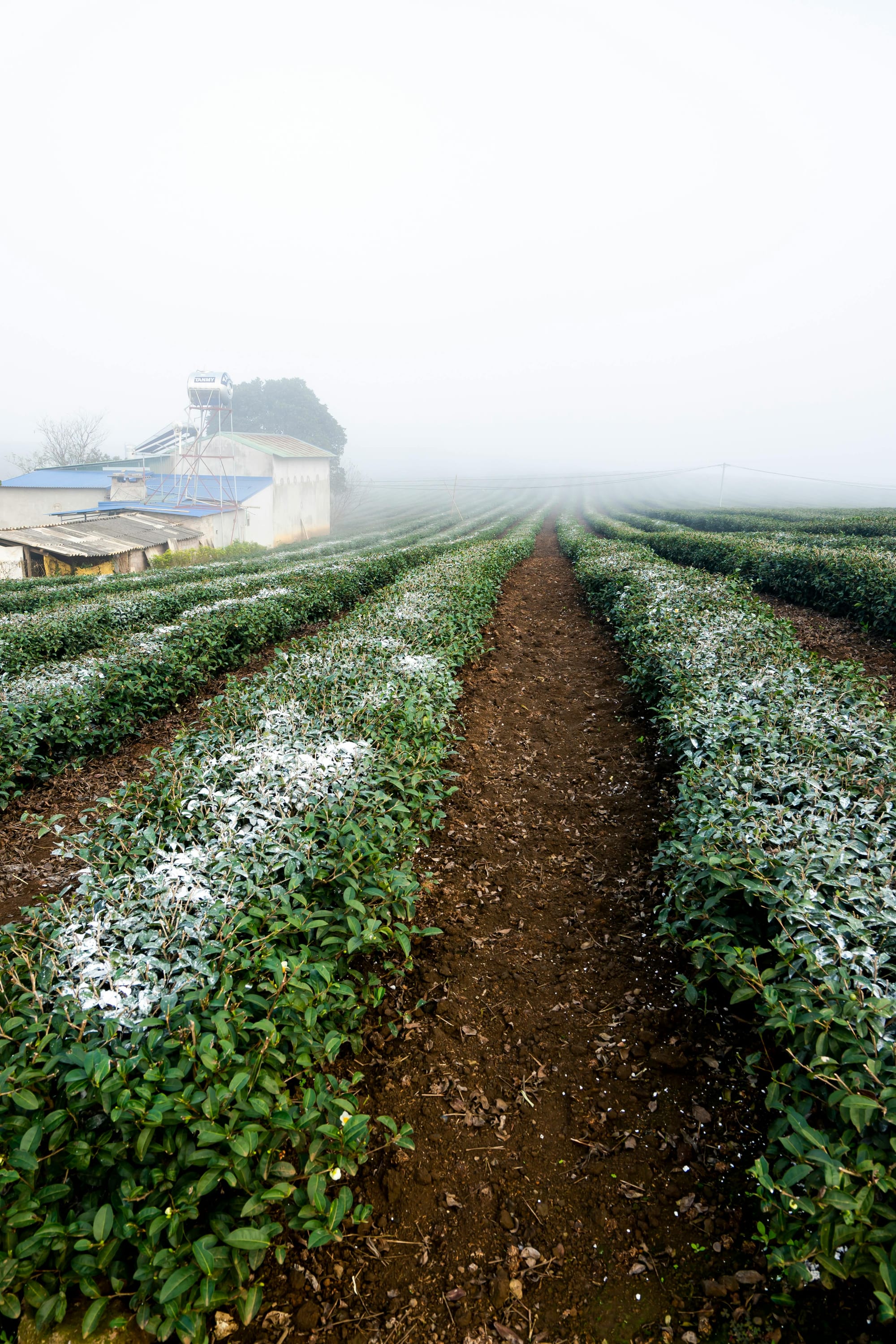 The Harvest Chronicles